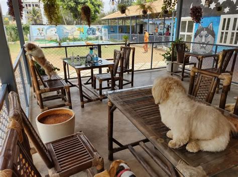 8 Best Pet Cafes in Bangalore - 2024