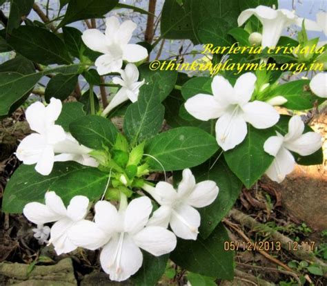 Medicinal Plant Details