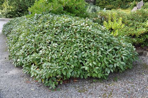 Viburnum davidii - David viburnum | PlantMaster