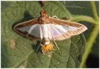 Index of /ta/crop_protection