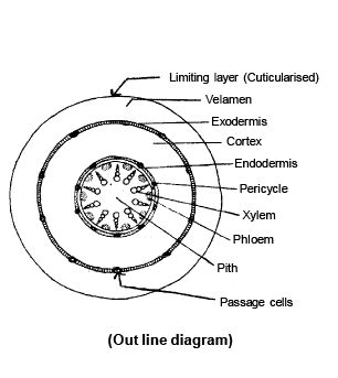 Anatomy of Monocot and Dicot Plants: Root, Stem and Leaf - Biology ...