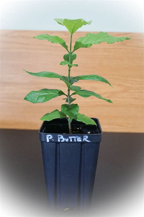 Organic Peanut Butter Tree Seedling for Sale in Florida – Free Shipping