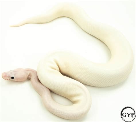 Image result for White Wedding Ball Python