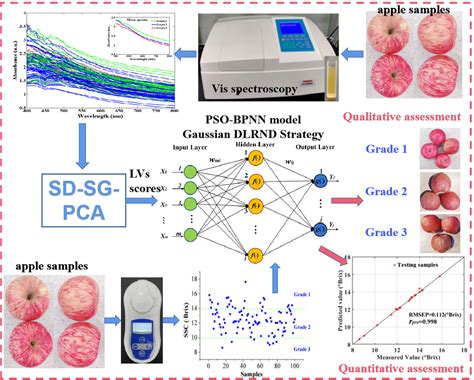 Qualitative and Quantitative Assessments of Apple Quality Using Vis ...