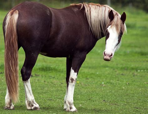 Liver Chestnut Horse Color