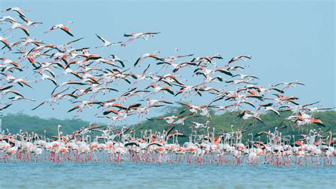 Environmental 的图像结果