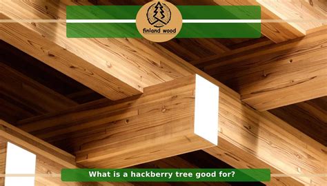Image result for Hackberry Tree Uses