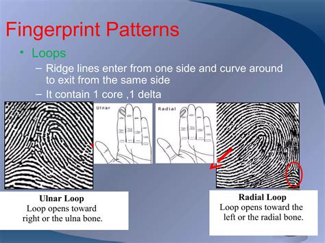Radial Loop Fingerprint