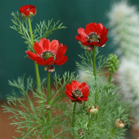 Sommer-Adonisröschen (Adonis aestivalis) Samen