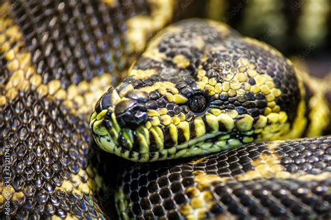 Giant Reticulated Python 的图像结果