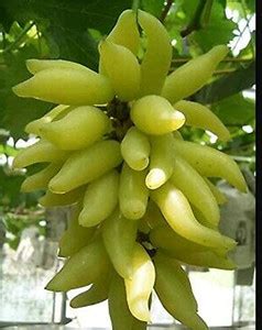 Aywal Hybrid Angoor Seed Price in India - Buy Aywal Hybrid Angoor Seed ...