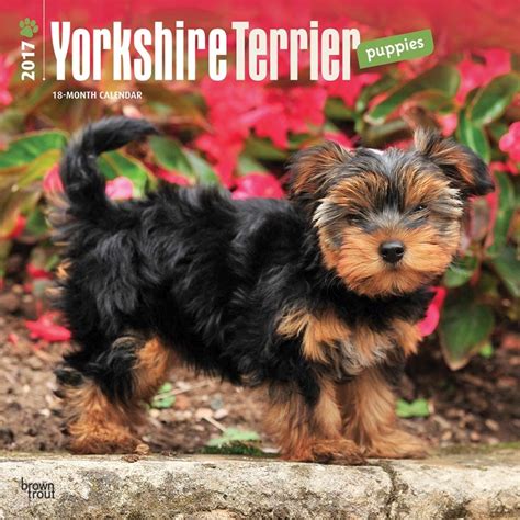 Yorkshire Terrier Puppies 2017 Calendar : Browntrout Publishing, Inc ...