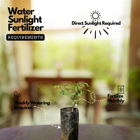 Divi-Divi plant (Libidibia coriaria) Flowering/Ornamental Live Plant ...