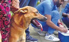 17-year-old dies of suspected rabies in Kerala's Alappuzha