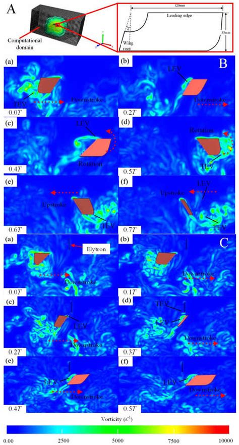 Kinematics and Flow Field Analysis of Allomyrina dichotoma Flight