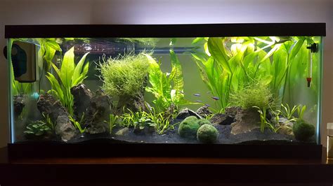 My 20 gallon long with seiryu stones : r/Aquariums