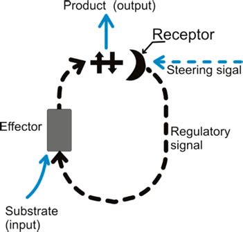 Image result for Negative Feedback Loop Control