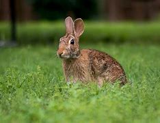 Image result for Bunny Side View