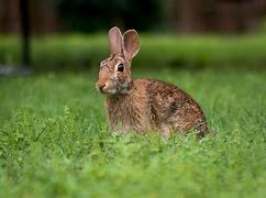 Image result for Pic of a Smiling Bunny