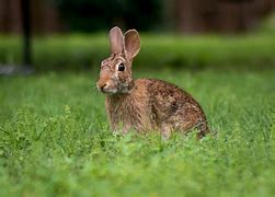Image result for Cute Spriung Bunny Background