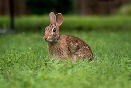 Image result for East Bunny Pictures