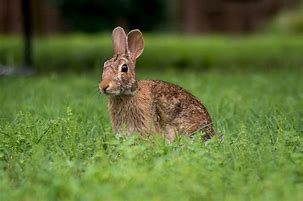 Image result for Floral Bunny