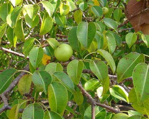 World’s deadliest tree: Nature’s lurking danger! - The Etimes ...