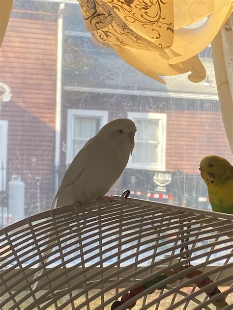 Why Does My Bird Make Noises When Sleeping: Surprising Reasons ...