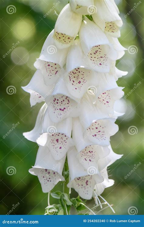 White-flowered Foxglove Digitalis Purpurea Alba White Flowers with ...