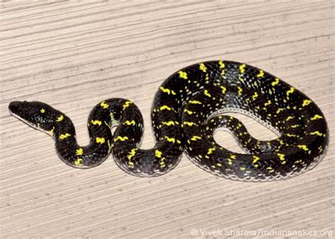Yellow-spotted Wolf Snake | Indiansnakes.org