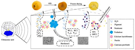 Application of Ultrasound and Curing Agent during Osmotic Dehydration ...