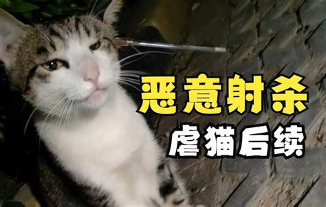 恶意射杀流浪猫后续，希望受伤的猫咪们都能尽快好起来 - 哔哩哔哩