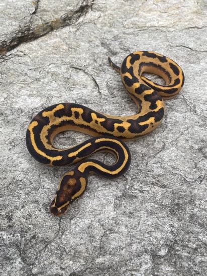 Image result for Leopard Freeway Ball Python