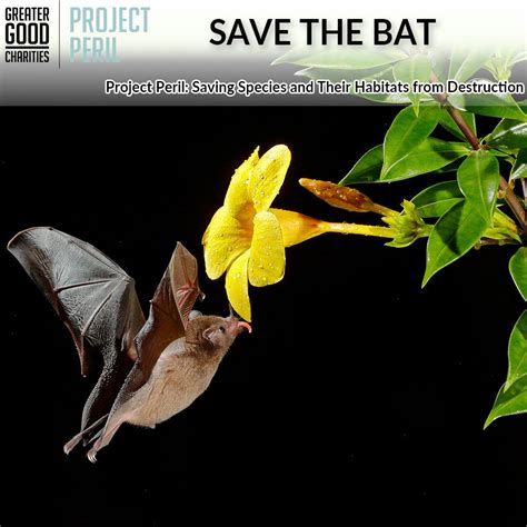 Image result for Bat Pollination
