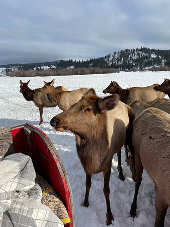Idaho Sleigh Rides (Garden Valley) - 2021 What to Know Before You Go ...