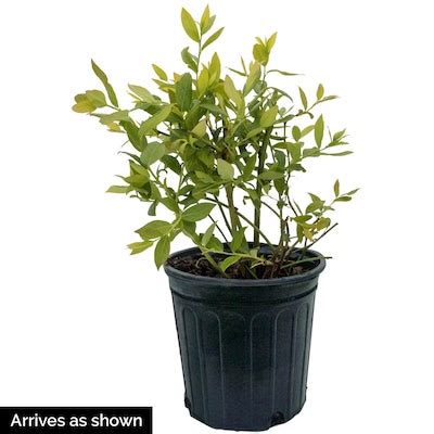 Kawai Honeyberry Fruit Plants at Lowes.com