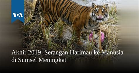 Akhir 2019, Serangan Harimau ke Manusia di Sumsel Meningkat