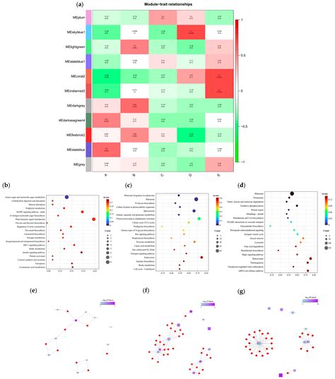 Molecular Mechanisms Underlying Salt Tolerance in Maize: A Combined ...