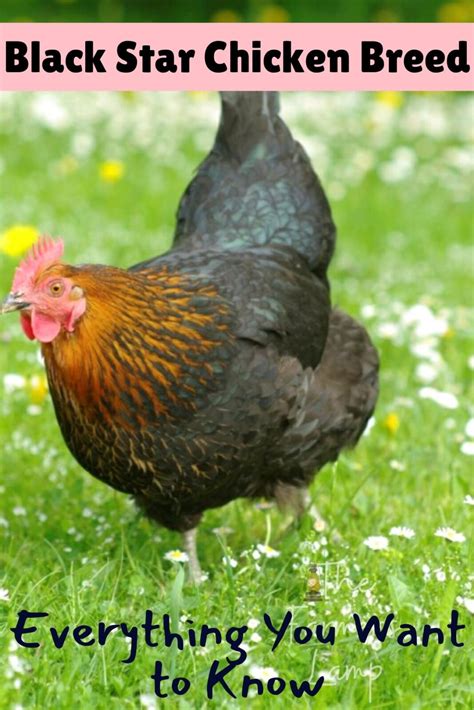 The Black Star Chicken Breed: Your Essential Guide