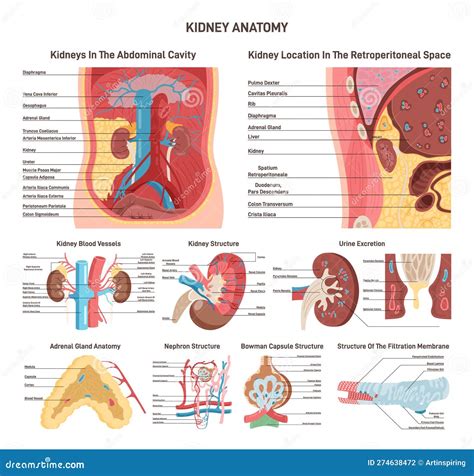 Kidneys Anatomy Set. Human Urinary System Organ Structure, Location Stock Vector - Illustration ...