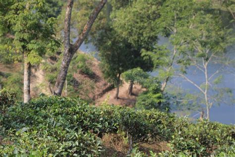 Madhabpur Tea Estate 1