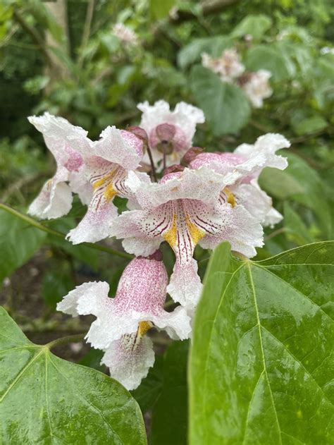 Catalpa fargesii | Westonbirt