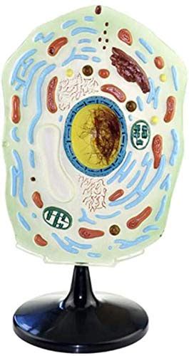 Model Of Anatomy Mobile Model Of Animal And Plant Cells | Desertcart INDIA
