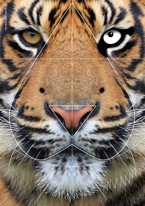 Image result for Tiger Drawing Tutorial