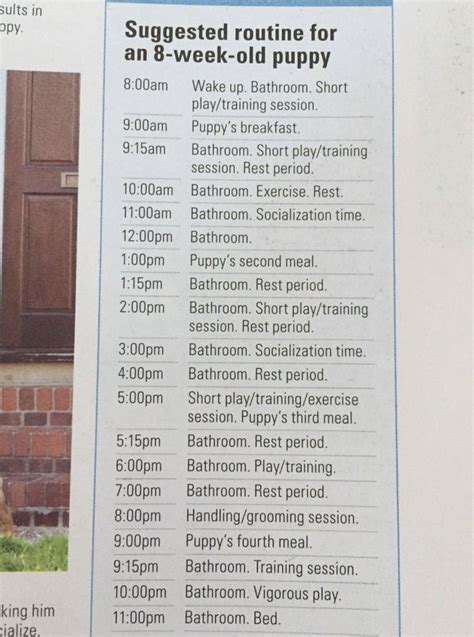 8-Week-Old Puppy Schedule | Crate Training and More