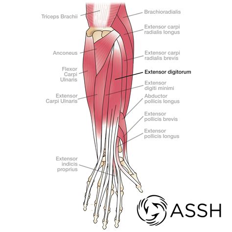 Diagram Of Arm Tendons at Francis Snyder blog