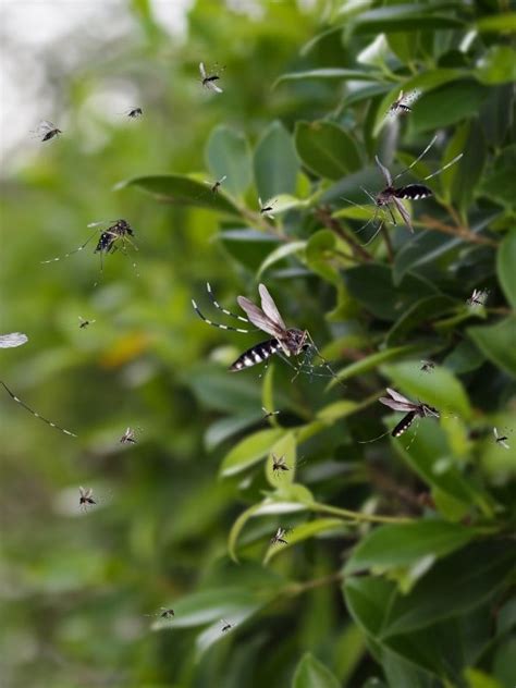 Image result for Apollo Pest Control