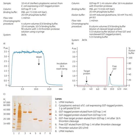 Cleavage and Purification of GST-Tagged Protein Bound to GSTrap
