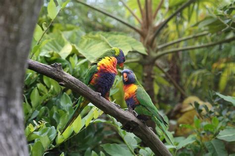 Image result for Simple Parrot Treets