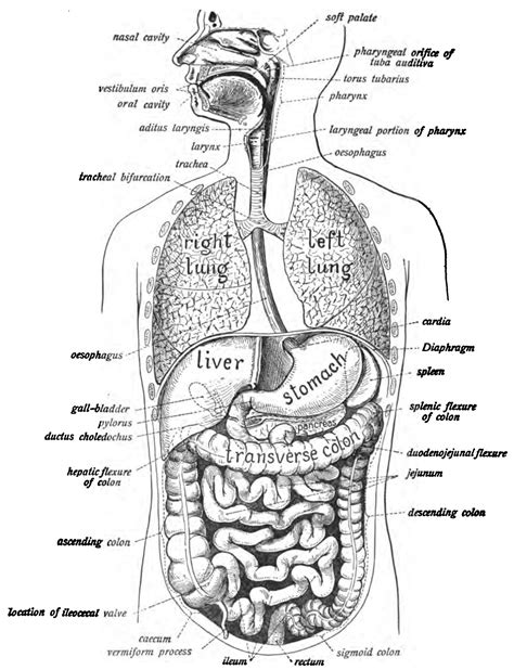 Image result for Digestive System Lesson